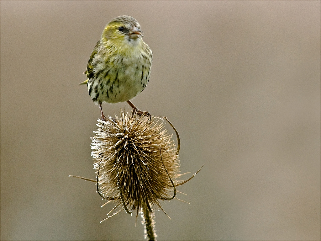 Siskin on Frosty Teasel